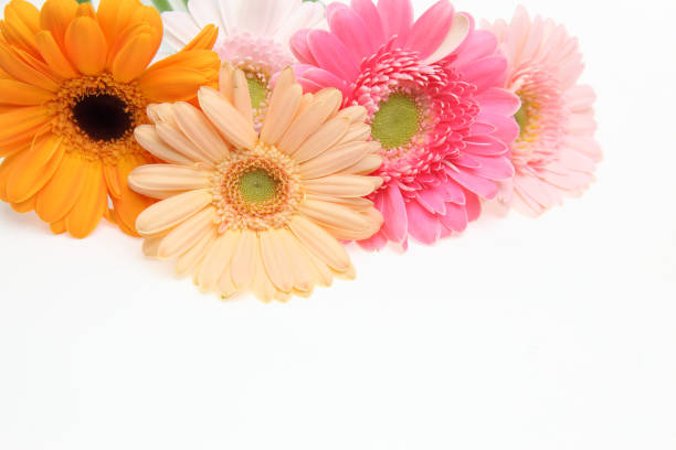 istock transvaal daisies in a white background 1185743728