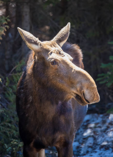 istock female moose and calf 1185743776