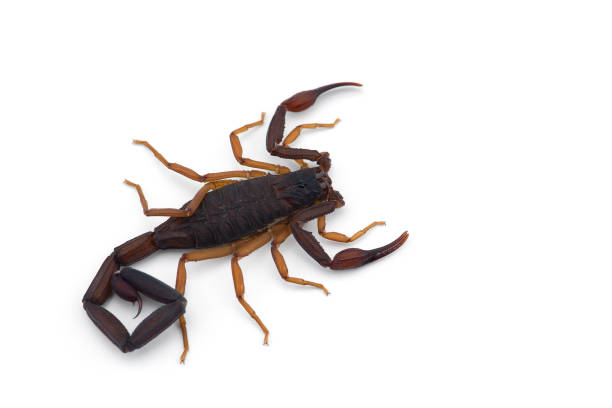 istock African venom Scorpion isolated on white background 1185743938