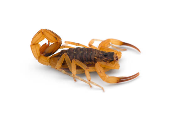istock African venom Scorpion isolated on white background 1185743948