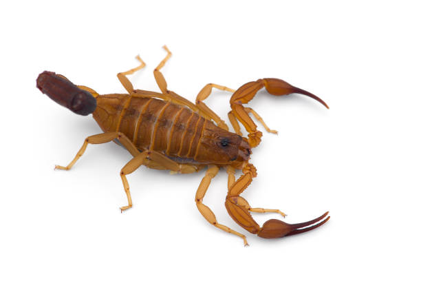 istock African venom Scorpion isolated on white background 1185743963