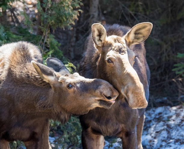 cow moose female in wild with calf