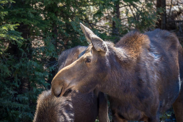 istock cow moose female in wild with calf 1185744168