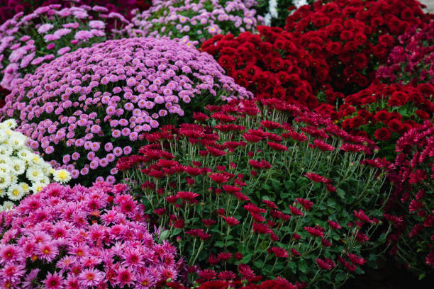 istock Bouquets of multicolored chrysanthemums 1185744979
