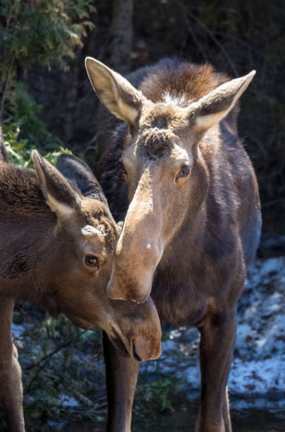 istock cow moose female in wild with calf 1185745039