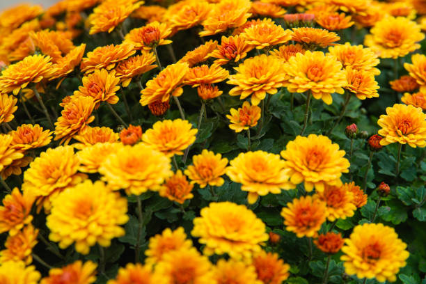 istock Wallpaper of different chrysanthemum flowers 1185745062