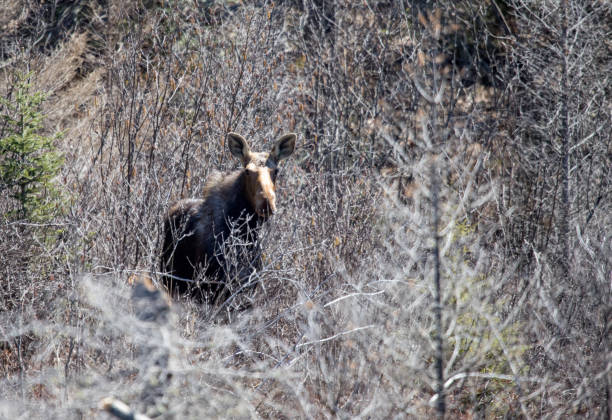 istock cow moose female in wild with calf 1185745236