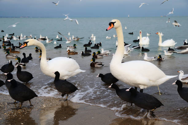 istock Ducks, swans and seagulls on a city beach 1185745285