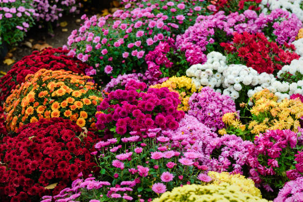 istock Bouquets of multicolored chrysanthemums 1185745493