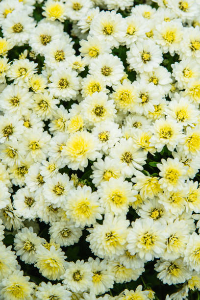istock Wallpaper of different chrysanthemum flowers 1185745567