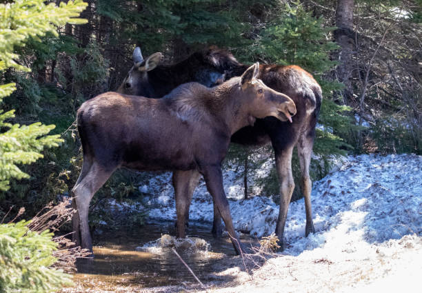 istock cow moose female in wild with calf 1185746308