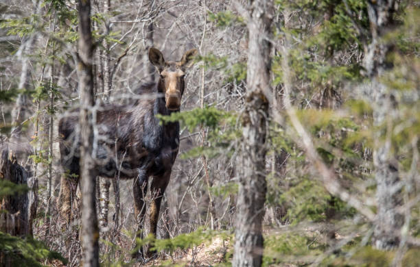 istock cow moose female in wild with calf 1185746489