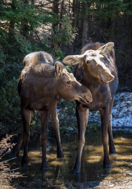 istock cow moose female in wild with calf 1185746636