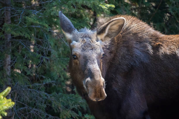 istock female moose and calf 1185747399