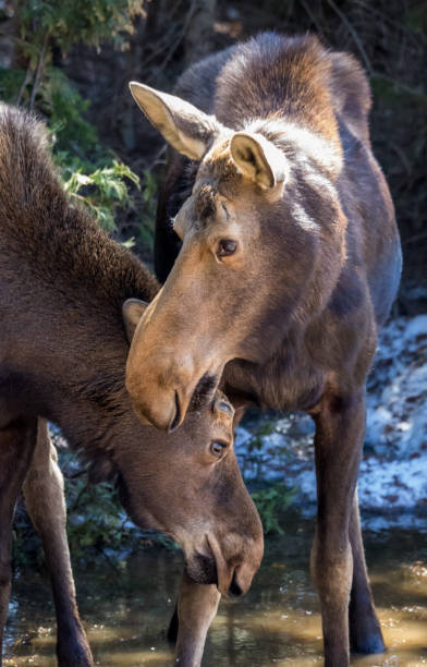 istock cow moose female in wild with calf 1185747742