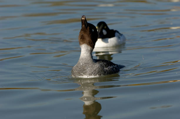 istock female Goldeneye (Bucephala clangula) 1185748387