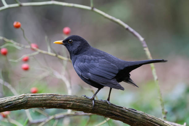istock male Blackbird (Turdus merula) 1185748565