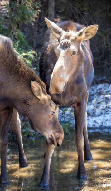 istock cow moose female in wild with calf 1185748714