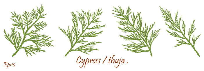 cypress twig with cones isolated .Green branches of thuja with brown cones.Natural Christmas  winter flora . environment protection concept.Christmas, New Year  decoration.Eps 10