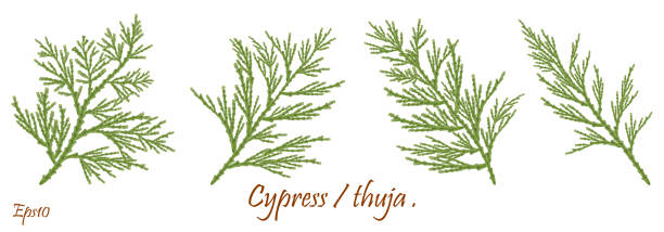 green cypress branch with cones. Cypress twig with growing cones isolated on white background. Cupressus.Eps 10 cypress twig with cones isolated .Green branches of thuja with brown cones.Natural Christmas  winter flora . environment protection concept.Christmas, New Year  decoration.Eps 10 cypress tree stock illustrations