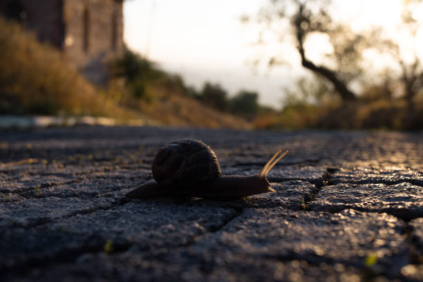 istock Snail on the way 1185749538
