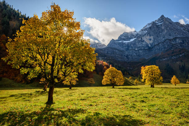 istock Autumn in the Maple Soil - Karwendel Mountains - Alps - 1185749851