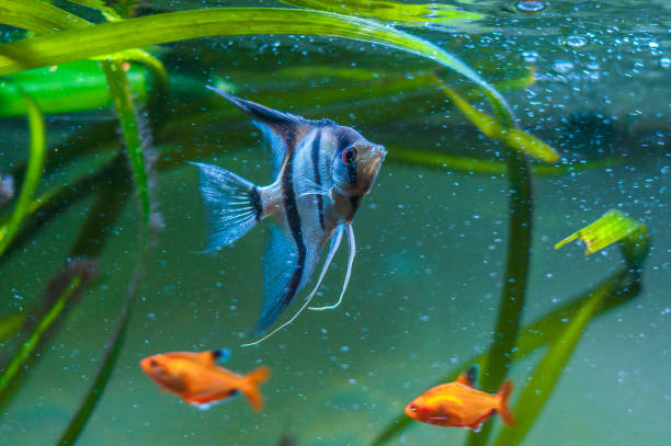 Blue Zebra Angelfish in tank fish (Pterophyllum scalare) Blue Zebra Angelfish in tank fish (Pterophyllum scalare) zebra cichlid stock pictures, royalty-free photos & images