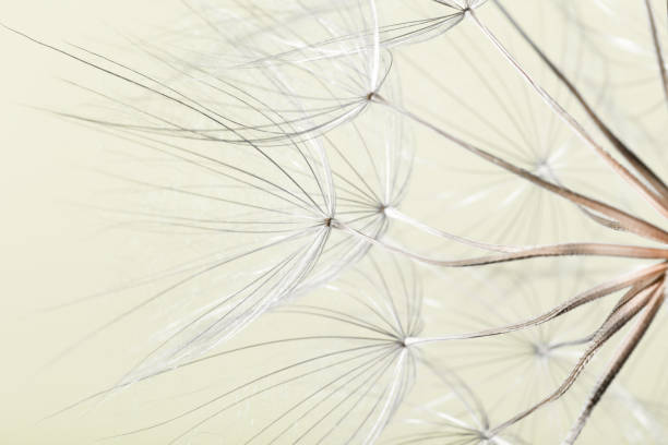 istock dandelion seed background. Seed macro closeup. Spring nature 1185750814