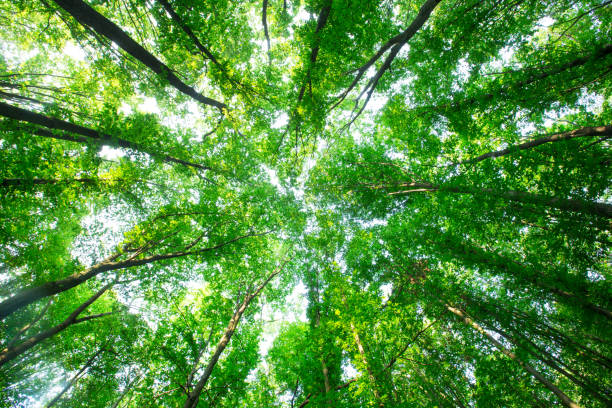 istock Forest trees. nature green wood sunlight backgrounds 1185750926