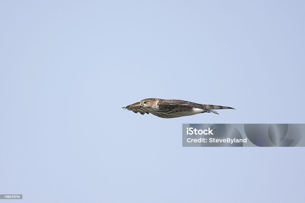 アシボソハイタカ（Accipiter striatus ）のフライト - アシボソハイタカのロイヤリティフリーストックフォト