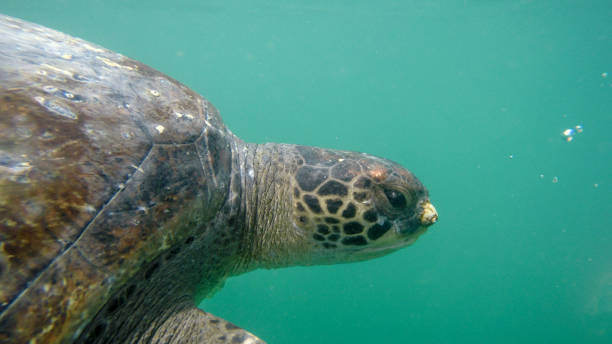 istock Green Sea Turtle In Mancora, Peru 1185751182