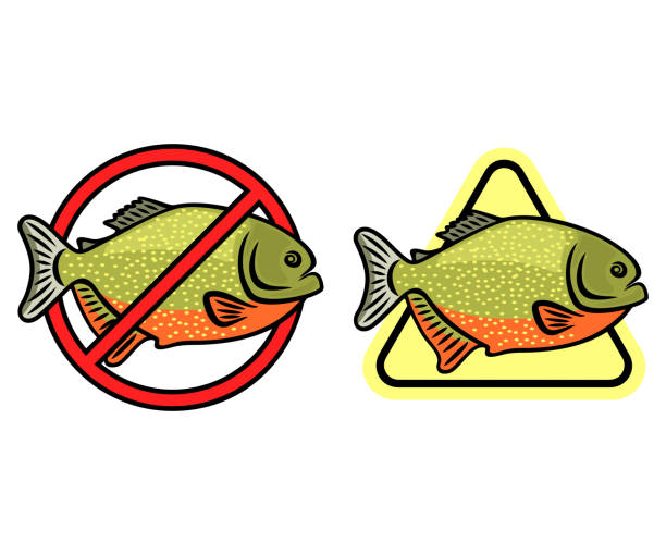 ilustrações, clipart, desenhos animados e ícones de cuidado piranha e natação é proibido, sinais de alerta, design. peixes, animal, rio amazonense e vida subaquática, projeto vetorial e ilustração - amazon com illustrations