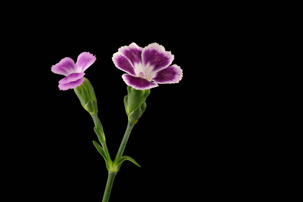 istock Feather-Carnation (Dianthus plumarius) exposed against a black background 1185752870