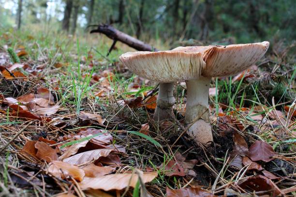 istock our beautiful mushrooms in the forest 1185754110