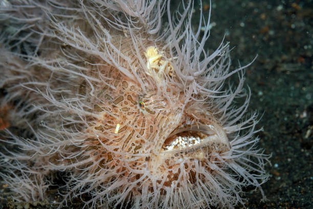 istock Coral reef South Pacific hairy frogfish 1185755152