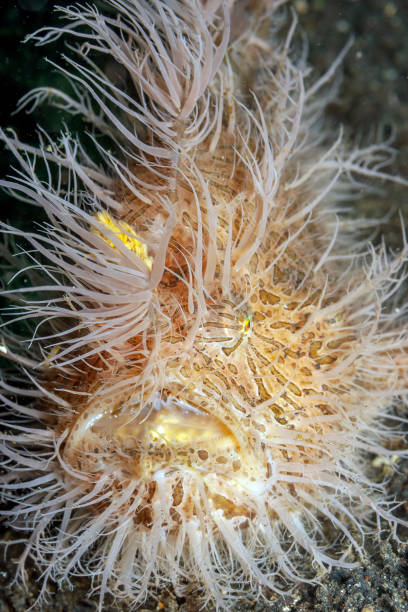 istock Coral reef South Pacific hairy frogfish 1185755204