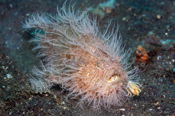 istock Coral reef South Pacific hairy frogfish 1185755209
