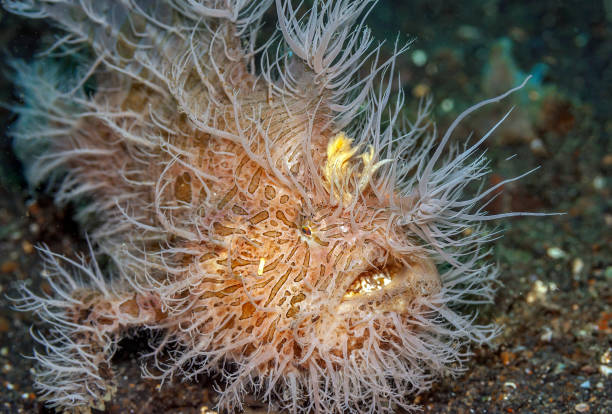 istock Coral reef South Pacific hairy frogfish 1185755232