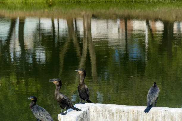 istock Some black bird (bigua) stood up in front a waterflow reflecting the tree trunks, in the Ecological Park (Parque Ecologico), in Indaiatuba, Brazil. 1185756888