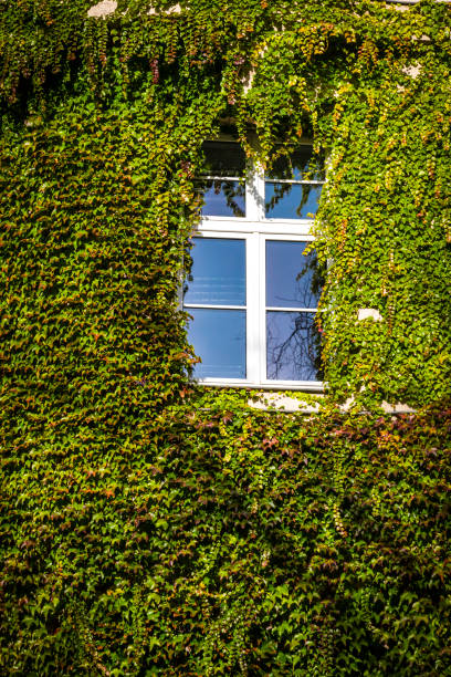 istock Wall with window covered with green ivy 1185758796