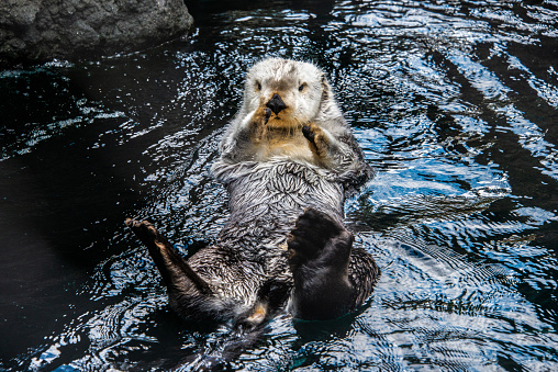 A sea otter floating on his back.