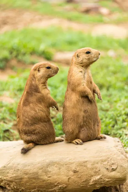 Photo of Two Prairie Dogs