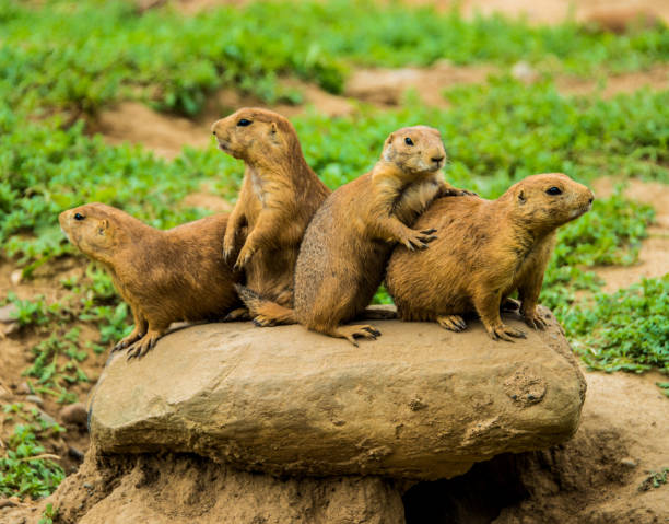 istock Four Prairie Dogs 1185760585