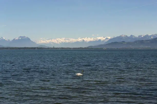 Lake Constance on a sunny day in May with snow-covered Alps in the background, and a swan tail in the foreground.