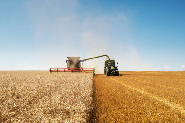 istock Combine harvesting on field. 1185760999