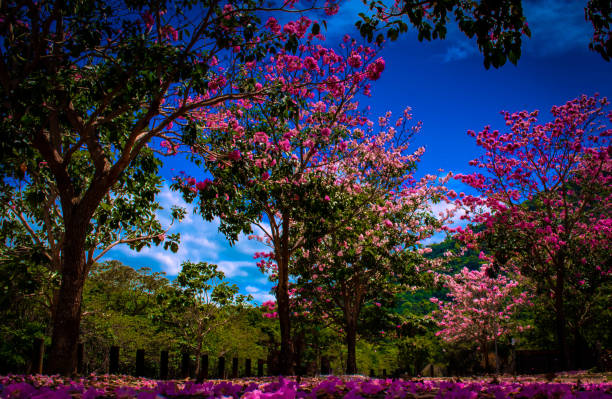Tropical tress in flower Cains QLD
