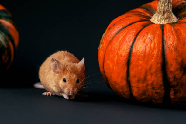 istock Mouse with pumpkin on a dark background 1185766301