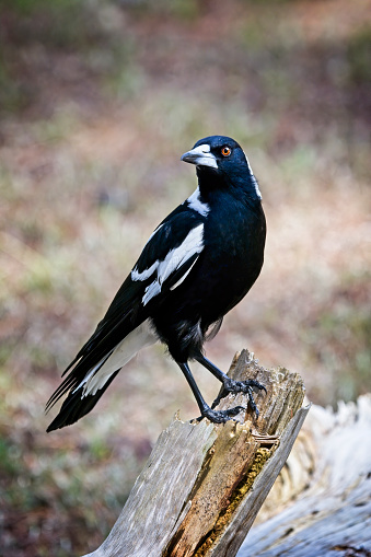 Australian native magpie perched on a fallen tree