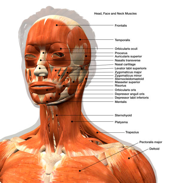 Labeled Medical Illustration of Female Facial Muscles Labeled chart of the facial muscles of a woman, frontal view on a white background. medical diagram photos stock pictures, royalty-free photos & images