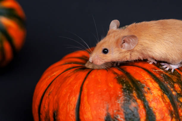 istock Mouse with pumpkin on a dark background 1185766659